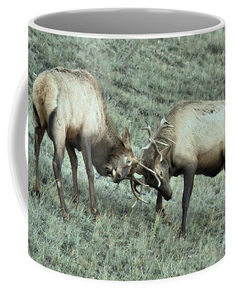 Elk Fighting Coffee Mug featuring the photograph Antler To Antler by Adam Jewell