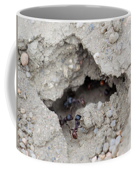Photo Coffee Mug featuring the photograph Ants by William Pullaro Jr