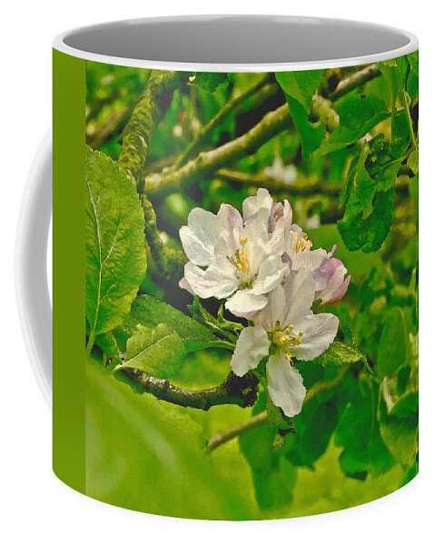 Apple Flowers Coffee Mug featuring the photograph Apple Flowers. by Elena Perelman