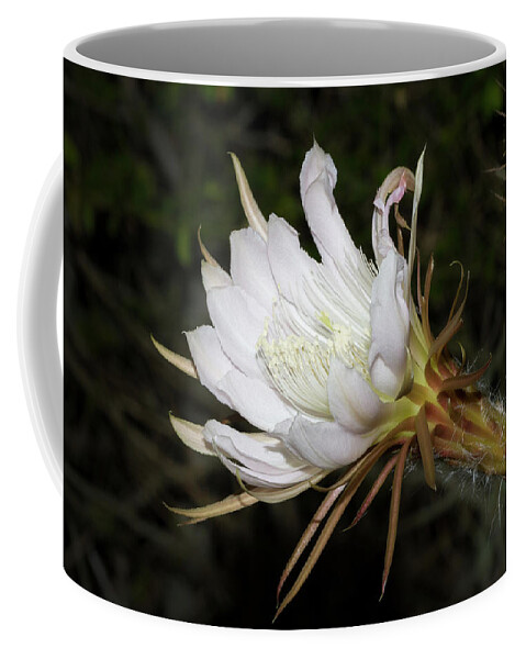 Cactus Coffee Mug featuring the photograph Applecactus Flower by Paul Rebmann