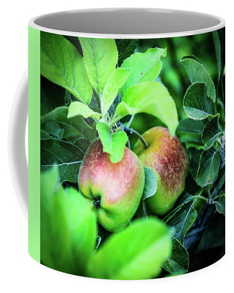 Apple Coffee Mug featuring the photograph Apples by Camille Lopez