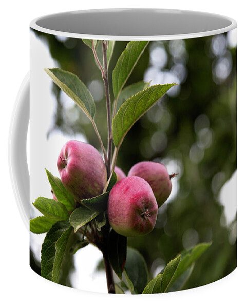 Apple Coffee Mug featuring the photograph Apple Trio by Lora Lee Chapman