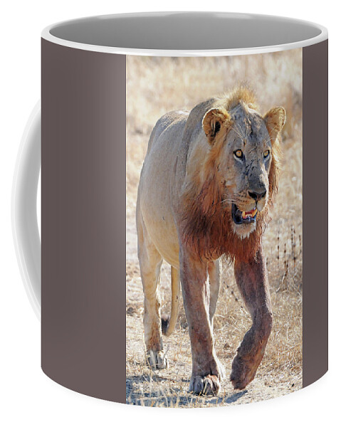 Lion Coffee Mug featuring the photograph Approaching Lion by Ted Keller