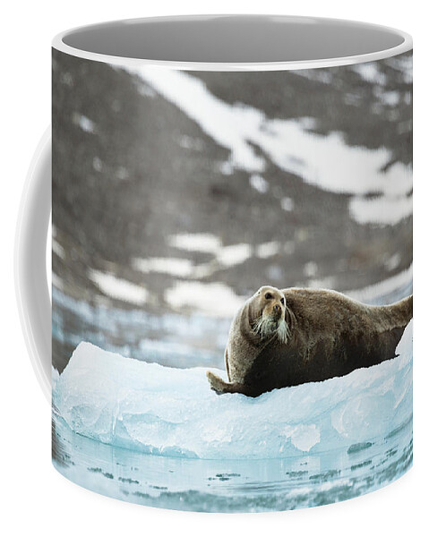 Arctic Coffee Mug featuring the photograph Arctic Bearded Seal by Lauri Novak