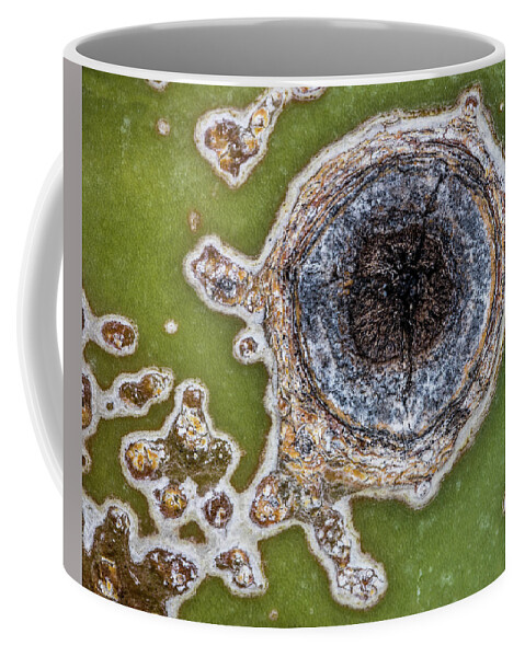 Peaceful Coffee Mug featuring the photograph Arizona Art by Gary Migues