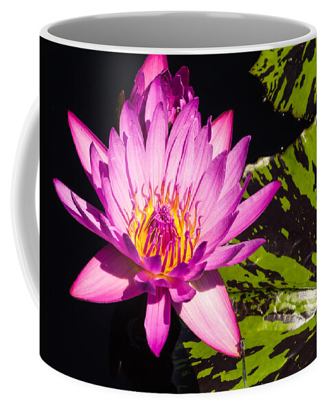 Water Lilly Coffee Mug featuring the photograph Protected by Charles McCleanon