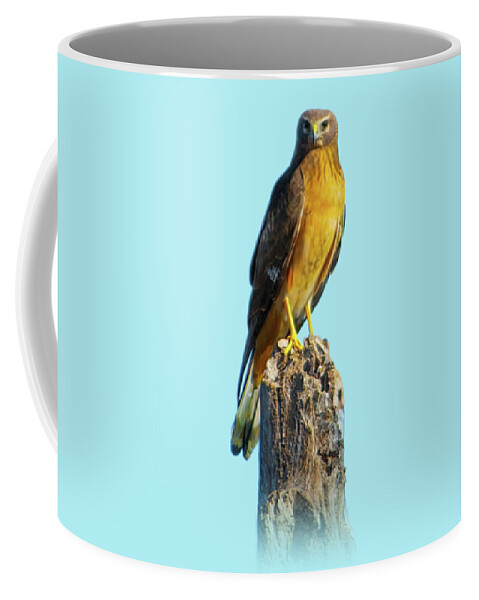 Northern Harrier Coffee Mug featuring the photograph Northern Harrier Hawk by Mark Andrew Thomas