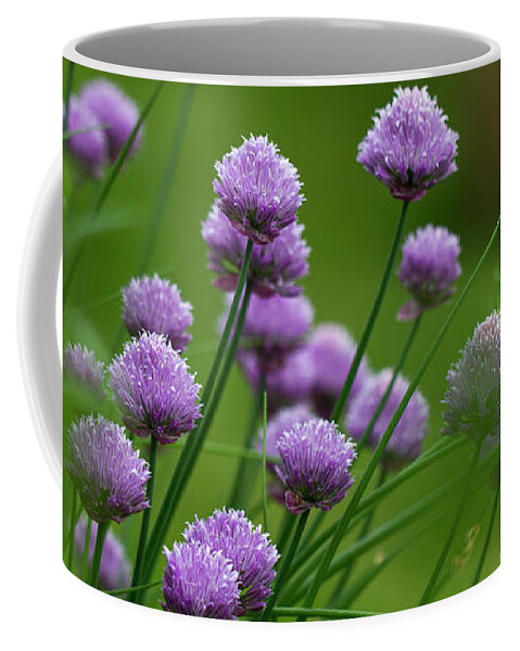 Clare Bambers Coffee Mug featuring the photograph Herb Garden. by Clare Bambers