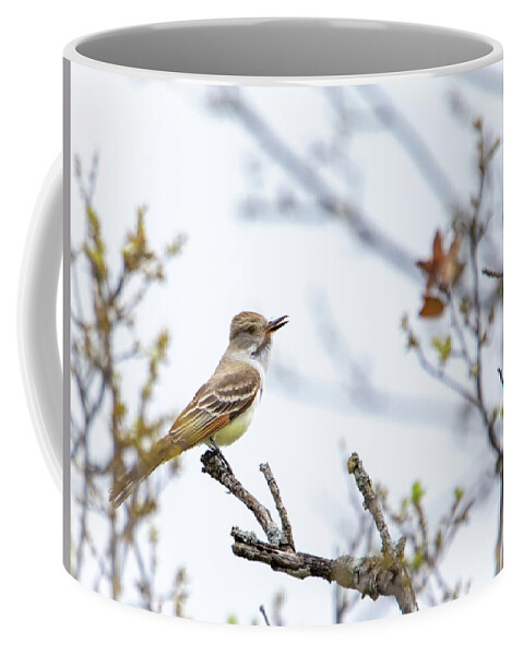 Ash-throated Flycatcher Coffee Mug featuring the photograph Ash-throated Flycatcher by Debra Martz