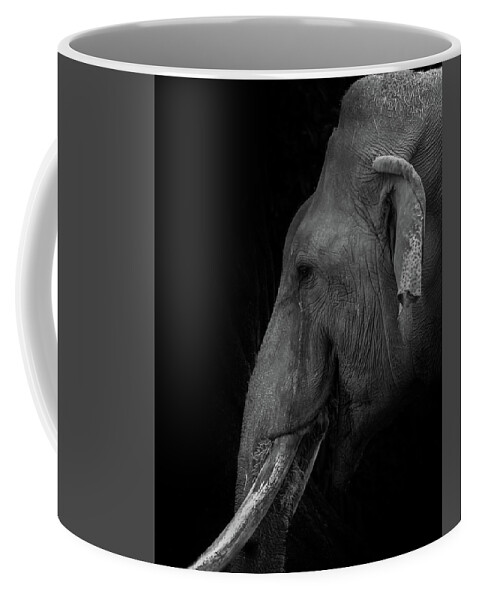 Elepant Coffee Mug featuring the photograph Asian Elephant by Jaime Mercado