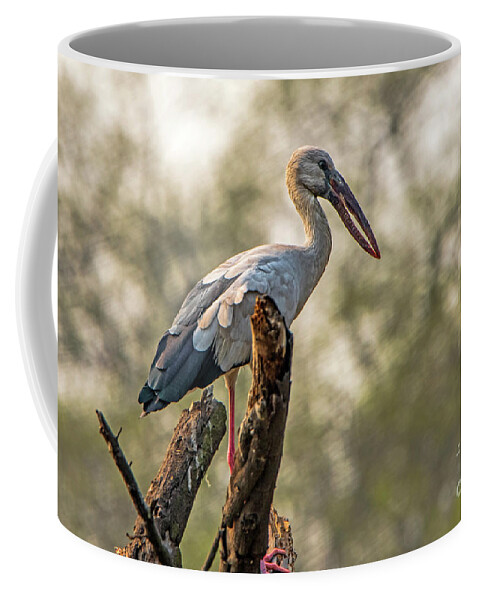 Bird Coffee Mug featuring the photograph Asian Openbill by Pravine Chester