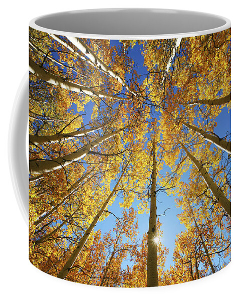 Aspen Coffee Mug featuring the photograph Aspen Tree Canopy 2 by Ron Dahlquist - Printscapes