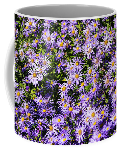Aster Coffee Mug featuring the photograph Asters by Steve Purnell