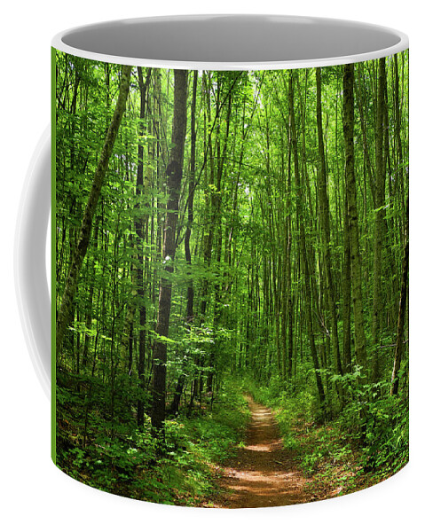At In Ct Coffee Mug featuring the photograph AT in Connecticut's Tall Trees by Raymond Salani III