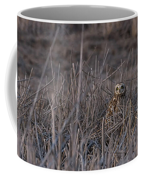 Short-eared Owl Coffee Mug featuring the photograph At Sunset by Yeates Photography
