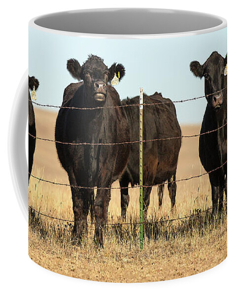 Black Angus Coffee Mug featuring the photograph At the Fence by Todd Klassy