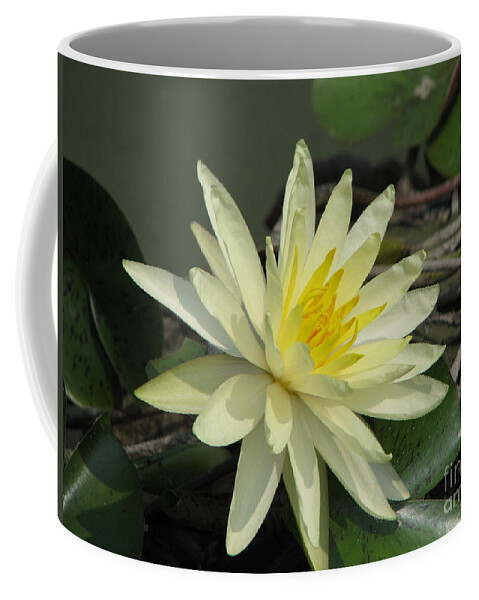 Lilly Coffee Mug featuring the photograph At The Pond by Amanda Barcon