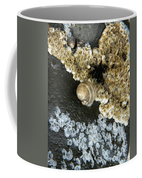 Snails Coffee Mug featuring the photograph Attached by Gallery Of Hope 