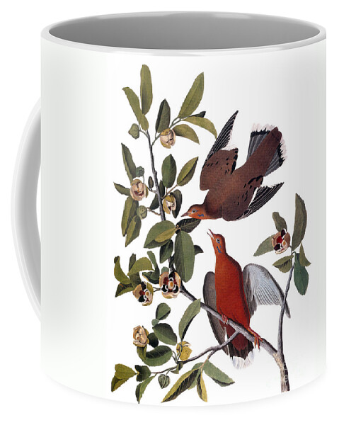 1827 Coffee Mug featuring the photograph Audubon: Dove, (1827-38) by Granger