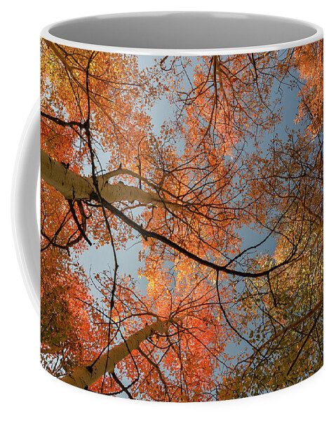 Kaibab Plateau Coffee Mug featuring the photograph Autumn Aspens in the sky by Gaelyn Olmsted