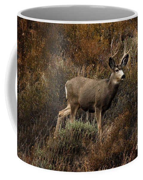 Buck Mule Deer Coffee Mug featuring the photograph Autumn Buck by Bon and Jim Fillpot