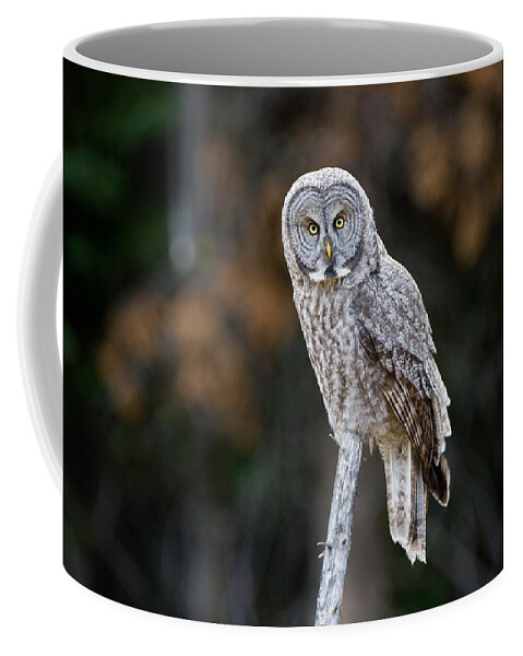 Great Gray Owl Coffee Mug featuring the photograph Autumn Great Gray Owl by Max Waugh
