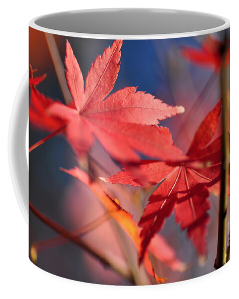 Autumn Maple Coffee Mug featuring the photograph Autumn Maple by Kaye Menner