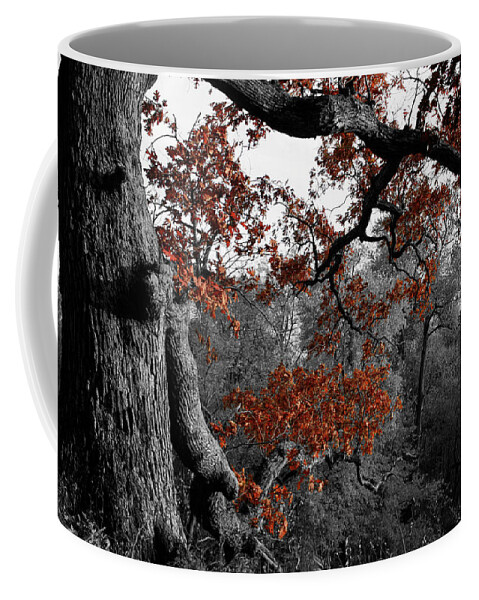 Color Desaturation Coffee Mug featuring the photograph Autumn Oak by Dylan Punke