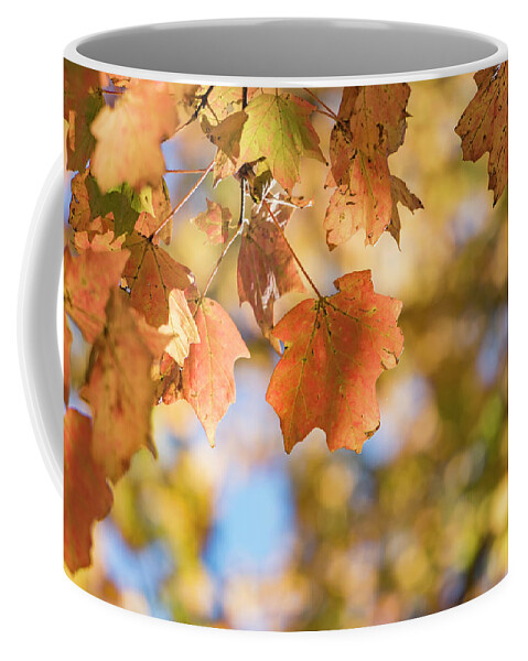 Autumn Coffee Mug featuring the photograph Autumn Splendor by Holly Ross