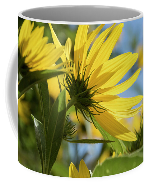 Blue Coffee Mug featuring the photograph Autumn Sunshine by Holly Ross