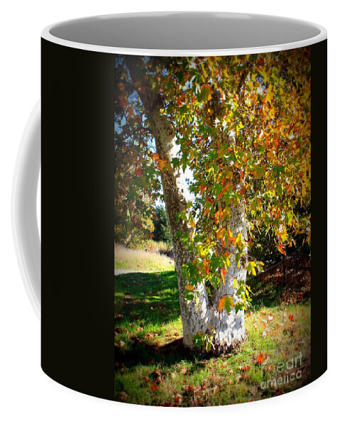 Autumn Tree Coffee Mug featuring the photograph Autumn Sycamore Tree by Carol Groenen
