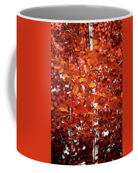 Birch Coffee Mug featuring the photograph Autumn Triumph by Philippe Sainte-Laudy