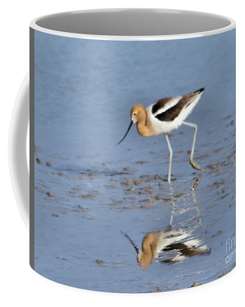  Bird Coffee Mug featuring the photograph Avocet and reflection by Jeff Swan