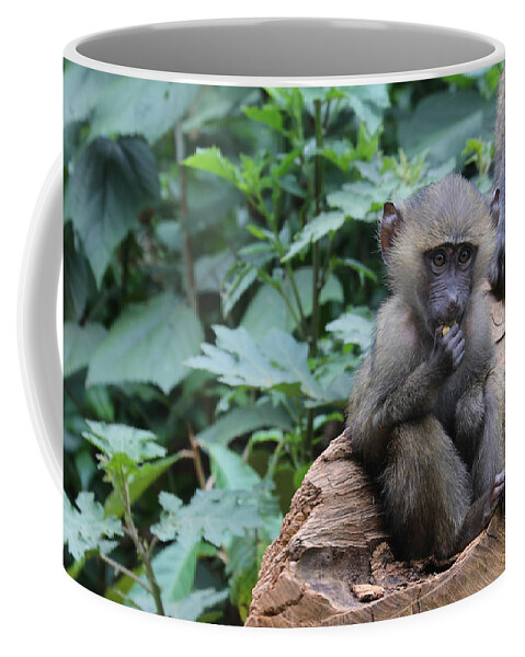 Baboon Coffee Mug featuring the photograph Baboon youth chewing food by Karen Foley