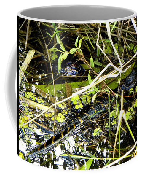 Animals Coffee Mug featuring the photograph Baby Alligator 001 by Christopher Mercer