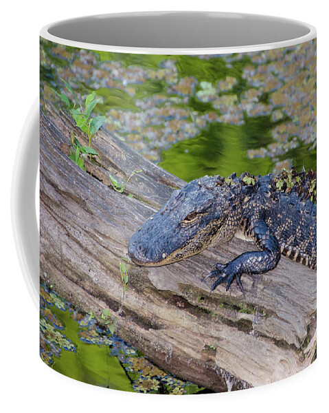 Alligator Coffee Mug featuring the photograph Baby Alligator Resting on a Log by Artful Imagery