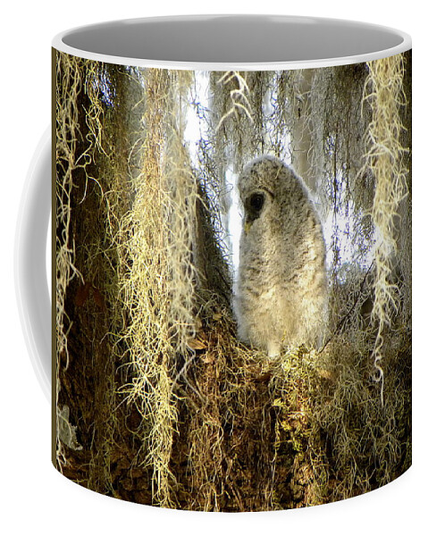 Owl Coffee Mug featuring the photograph Baby Barred Owl 000 by Christopher Mercer
