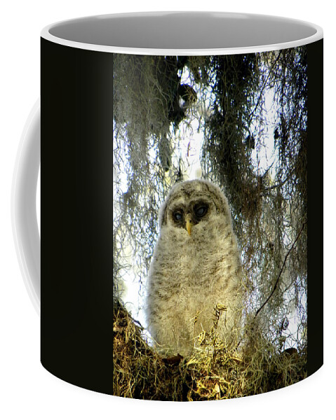 Owl Coffee Mug featuring the photograph Baby Barred Owl 002 by Christopher Mercer