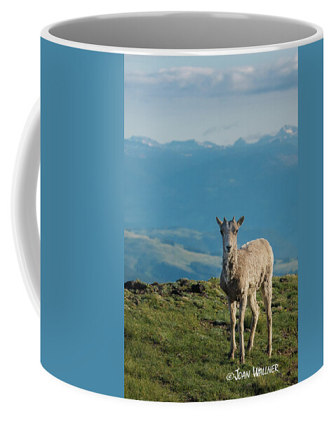 Big Horn Sheep Coffee Mug featuring the photograph Baby Big Horn Sheep by Joan Wallner