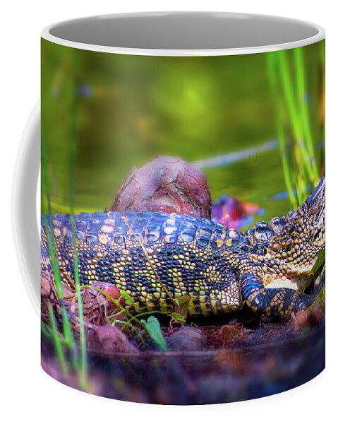 Alligator Coffee Mug featuring the photograph Baby Gator by Mark Andrew Thomas