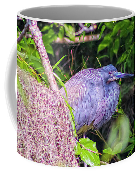 Nature Coffee Mug featuring the photograph Baby Great Blue Heron - Ardea Herodias by DB Hayes