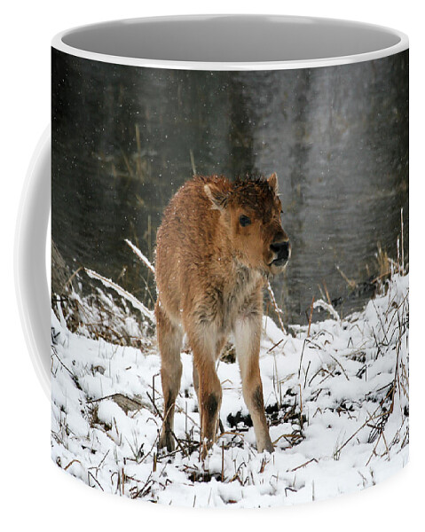 Snow Coffee Mug featuring the photograph Baby, It's Cold Outside by Gary Hall
