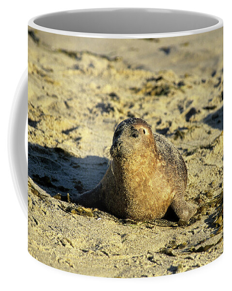 Seals Coffee Mug featuring the photograph Baby seal in sand by David Shuler