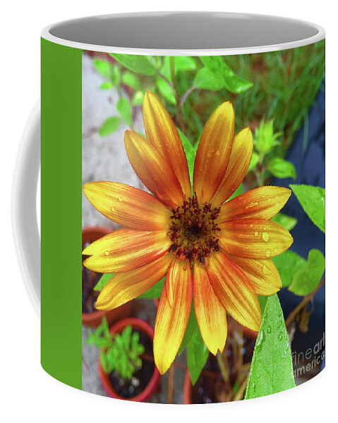 Sunflower Coffee Mug featuring the photograph Baby Sunflower Grace by Matthew Seufer