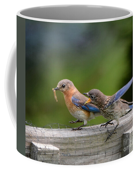 Nature Coffee Mug featuring the photograph Bluebird Baby Talk by Nava Thompson