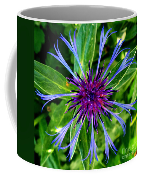 Centaurea Cyanus Coffee Mug featuring the photograph Bachelor Button Blossom by William Kuta