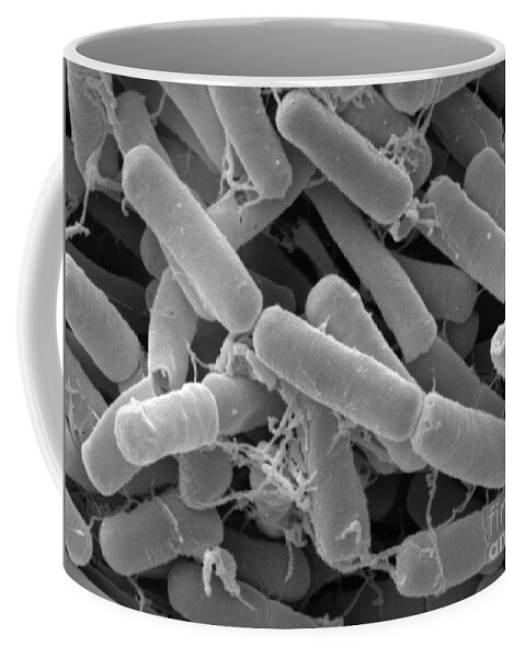 Bacillus Thuringiensis Coffee Mug featuring the photograph Bacillus Thuringiensis Bacteria by Scimat