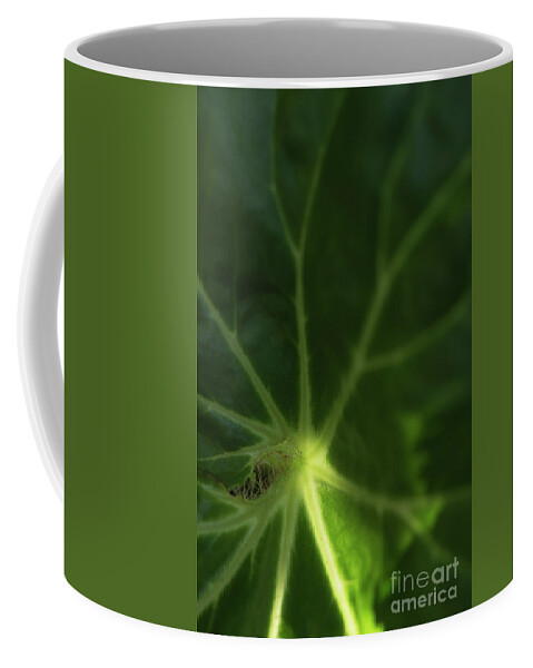 Back Lit Coffee Mug featuring the photograph Back lit green leaf by Kiran Joshi