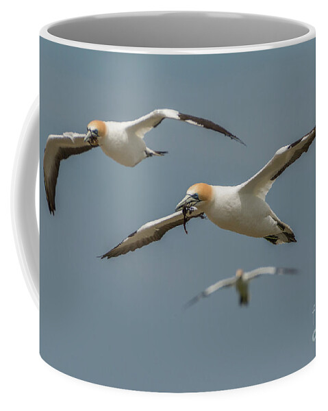 Bird Coffee Mug featuring the photograph Back to the Colony by Werner Padarin