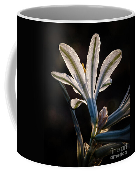 Arizona Coffee Mug featuring the photograph Backlit Ajo Lily by Robert Bales